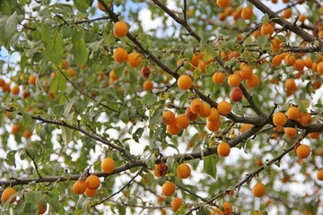 plums on tree branches