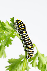 Large black swallowtail butterfly larvae