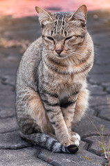 Sleepy tabby cat sitting on the floor ,brown Cute cat, cat lying, playful cat relaxing vacation, vertical format, selective focus