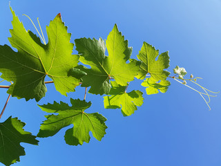 Weinblatt; Vitis vinifera