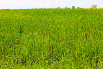 Green reeds in marsh