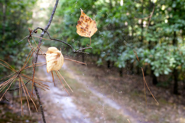 Dry pine branch with cobwebs.