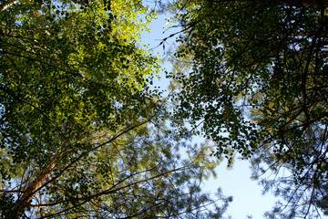 The branches of trees with leaves against the sky.