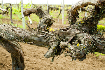 The vine plantations