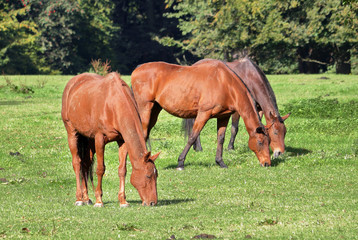 Fototapeta premium Grazing Bay Horse