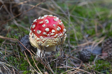 fly agaric ( amanita)  mushroom
