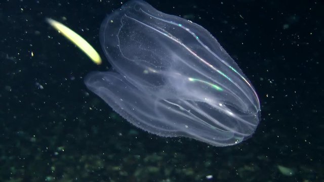 Comb jelly Mnemiopsis discloses the trapping blade.
