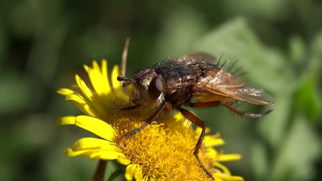Mouche poilue butinant une fleur jaune.