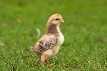 young chicken on the grass 3