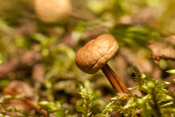 Mushrooms in the forest