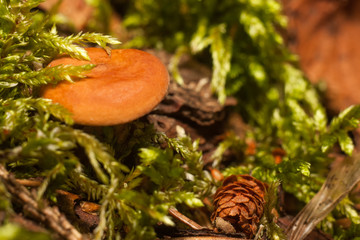 Mushrooms in the forest