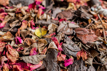Autumn leaves with different colors background