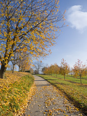 Fototapeta premium Small road through rural autumn tree landscape