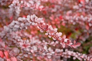 thorny shrub with red leaves