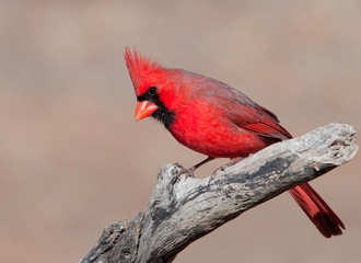 Beautiful Northern Cardinal male perched on a tree limb in winter sun