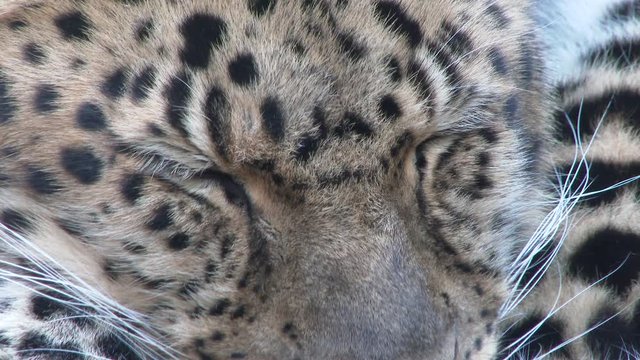 Close up of rare, Amur leopard resting.