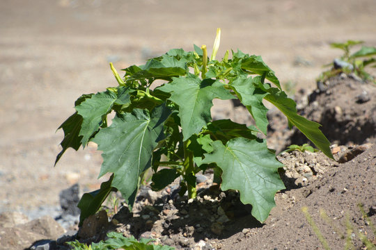 Datura stramoine ou herbe aux fous