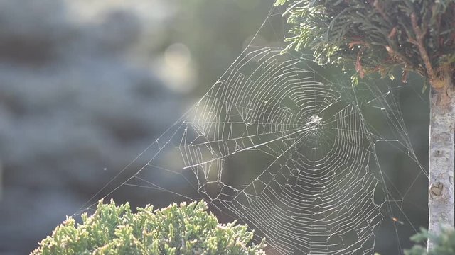 Spider web video
