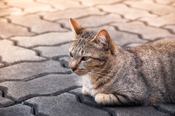 beautiful cat with eyes looking ,brown Cute cat, cat lying, playful cat relaxing vacation