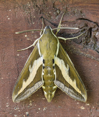 Hyles gallii (bedstraw hawk-moth, galium sphinx)