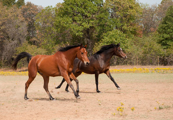 Two horses racing in the pasture, running full speed