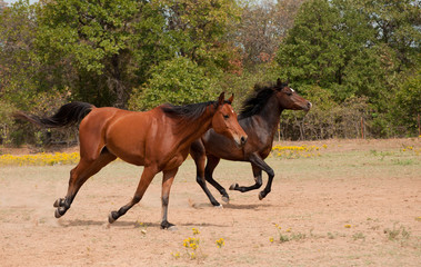 Naklejka na ściany i meble Two horses galloping in a summer pasture