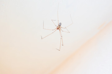 Pająk nasosznik trzęś, Pholcus phalangioides u sufitu