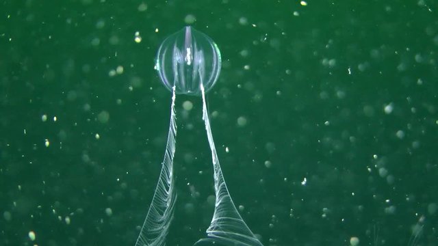 Comb jelly Sea gooseberry drifting in the water column with deployed hunting tentacles, medium shot.
