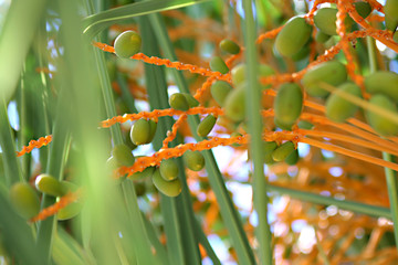 Yellow&Green background, Spain
