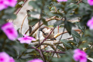 Brown bird among many branches and pink flowers looking suspicious.