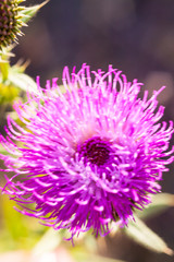 thistle. pink milk thistle flower in bloom in spring. Single Thistle Flower in Bloom in the field. Pink thistle flower