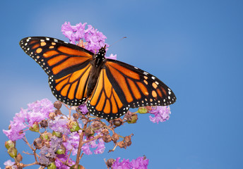 Beautiful Monarch butterfly on a purple Crape Myrtle against blue summer sky