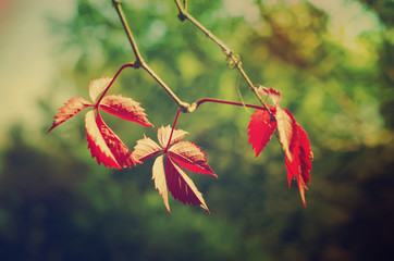 Wild grape red leaves, natural seasonal autumn vintage background