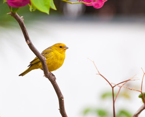 Small yellow bird on tree branch with thorns and pink flowers. Bird kwon as canario da terra verdadeiro in Brazil. 