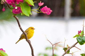Yellow bird on tree branch with thorns and pink flowers. Bird kwon as canario da terra verdadeiro in Brazil. 