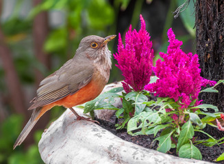 Rufous-bellied Thrush bird also kwon as Sabia Laranjeira in a vase with beautiful pink flowers