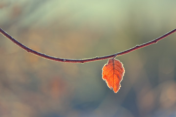 Frozen lonely autumn leaf illuminated by the sun