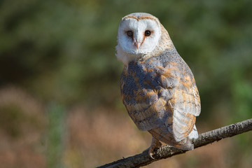 Naklejka premium A female barn owl perched on a branch in a clearing looking backwards towards the camera