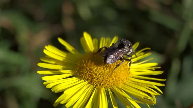 Petite gu&ecirc;pe butinant une fleur jaune.