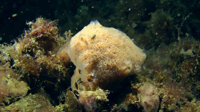 Sponge (Haliclona sp.) on the seabed.

