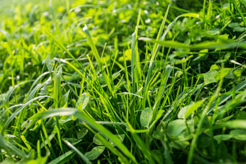 Abstract natural background by the fresh grass