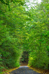 Autumn scenery in a mountain forest on a rainy day