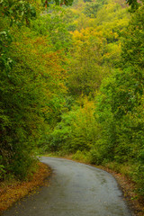 Fototapeta na wymiar Autumn scenery in a mountain forest on a rainy day