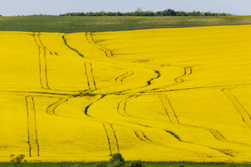 Canola fields in remote rural area, on a sunny April day