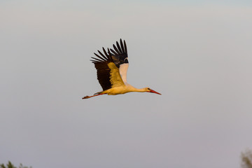 European stork, Ciconia, in natural environment, under warm evening light