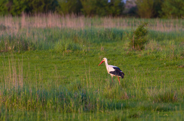 European stork, Ciconia, in natural environment, under warm evening light