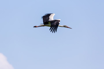 European stork, Ciconia, in natural environment, under warm evening light