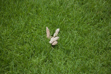 Dogsled on dry grass