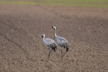 2 kraniche
