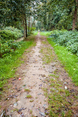 Fototapeta na wymiar an footpath in the forest